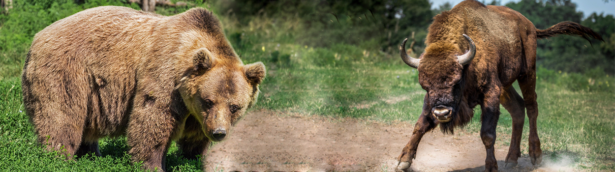 Bear or Bull Market - Two Investment Scenarios